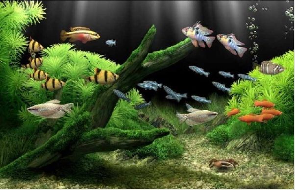 夢(mèng)幻水族館屏保