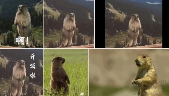 土撥鼠表情包GIF