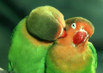 Corel Painter 11繪畫(huà)軟件