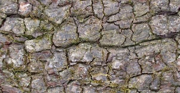 PixPlant(無縫貼圖制作)