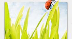 2345看圖王綠色版下載