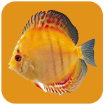 3D水族館動(dòng)態(tài)屏保 V2023綠色注冊(cè)版