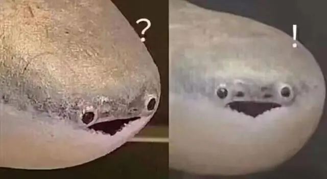 飼養(yǎng)一只薩卡班甲魚