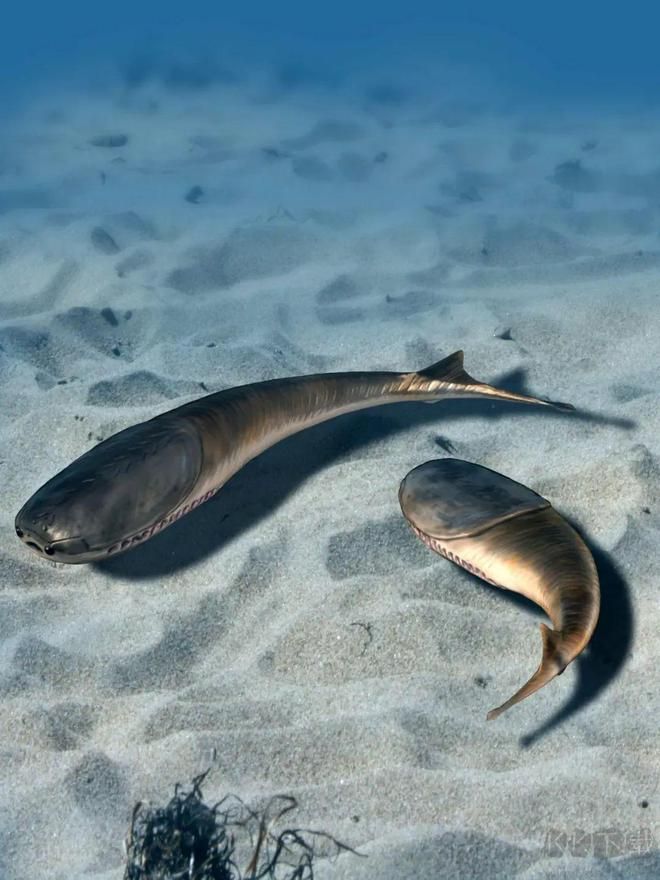 飼養(yǎng)一只薩卡班甲魚