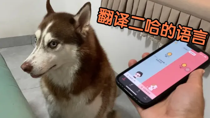 狗語(yǔ)翻譯器免費(fèi)下載安裝-狗語(yǔ)翻譯器免費(fèi)版/破解版/最新版-狗語(yǔ)翻譯器合集