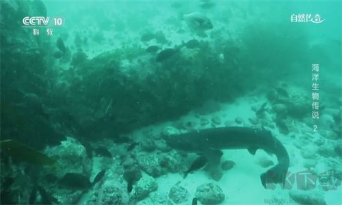 點(diǎn)點(diǎn)網(wǎng)絡(luò)電視軟件電腦版