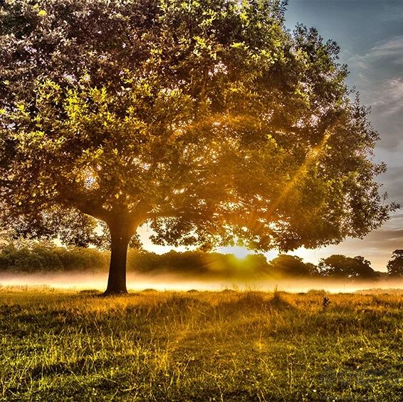 Eclipse HDR PRO綠色版