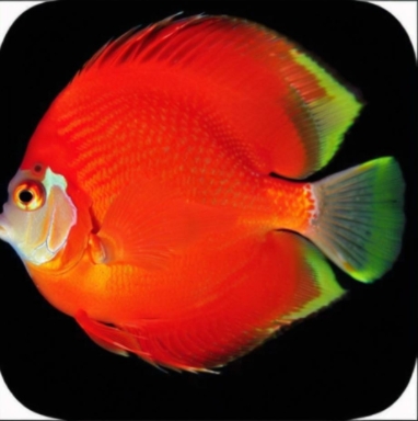 飛魚多功能時鐘綠色版 v7.00